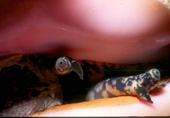 Here's lookin' at you and you.  Queen conch eyes taken in... by Beverly Speed 